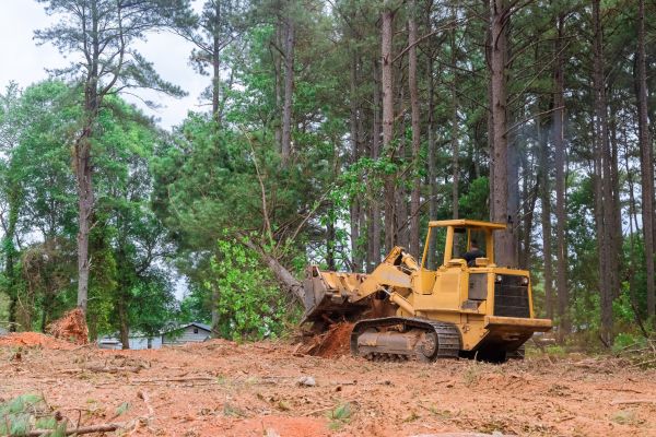 Trees Clearing in Houston