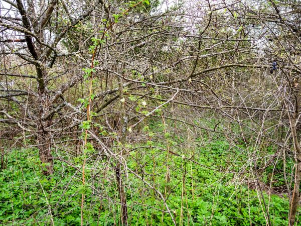 Underbrush Clearing in Houston