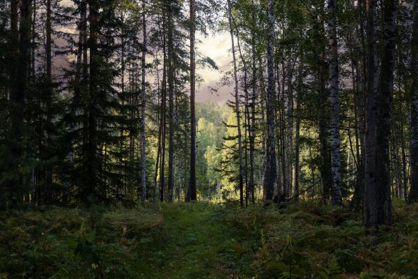 Cost of Pine Tree Clearing in Houston