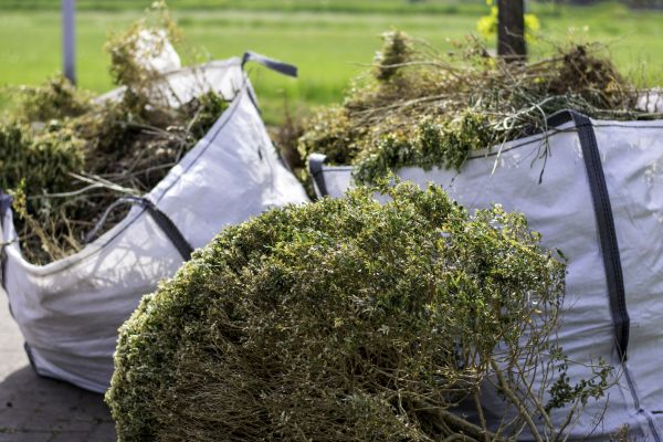 Cost of Bushes Clearing in Houston