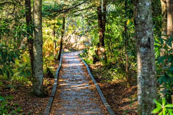 Cost of Trail Clearing in Houston