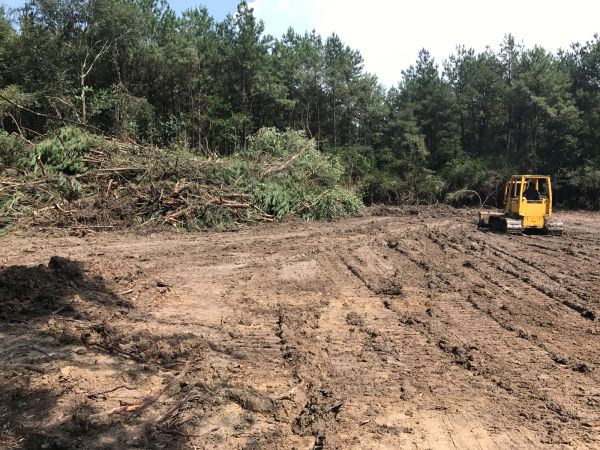Cost of Thicket Clearing in Houston